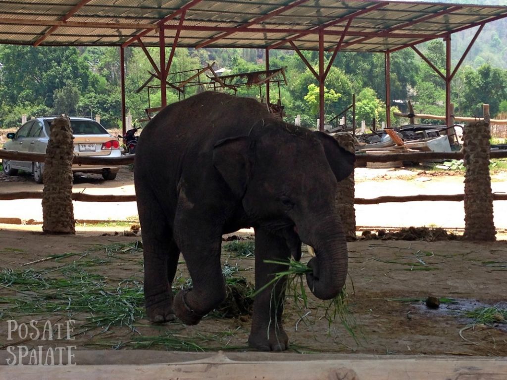 Thailand 2015-05-05 00617