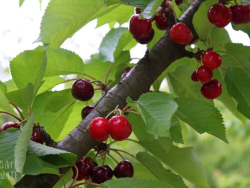 Cherry Festival: di ciliegie e racconti.