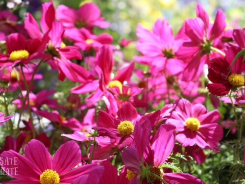FLOR, il più grande giardino di Torino