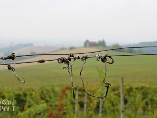La vendemmia e il moscato d’Amburgo con il gorgonzola
