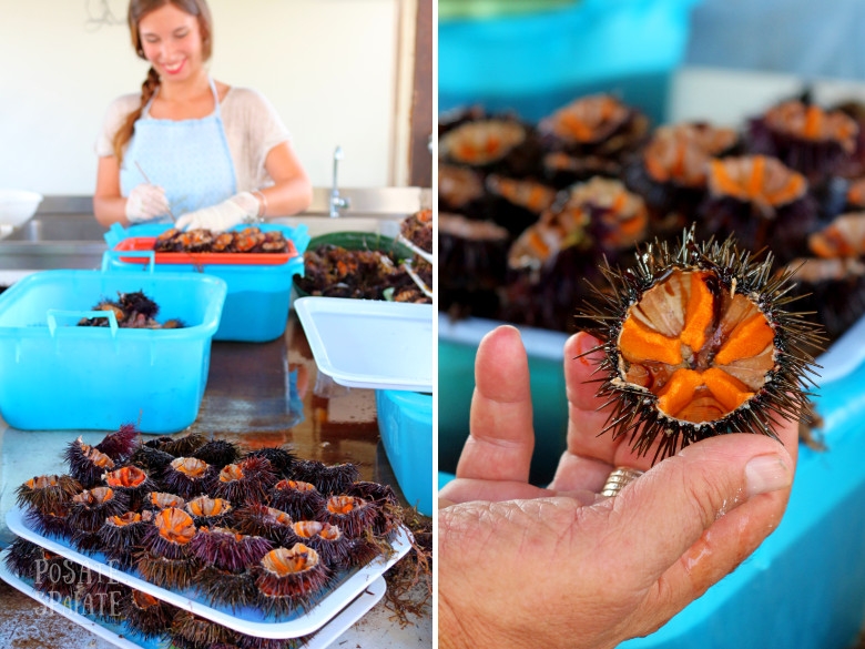 Puglia ricci di mare - Posate Spaiate
